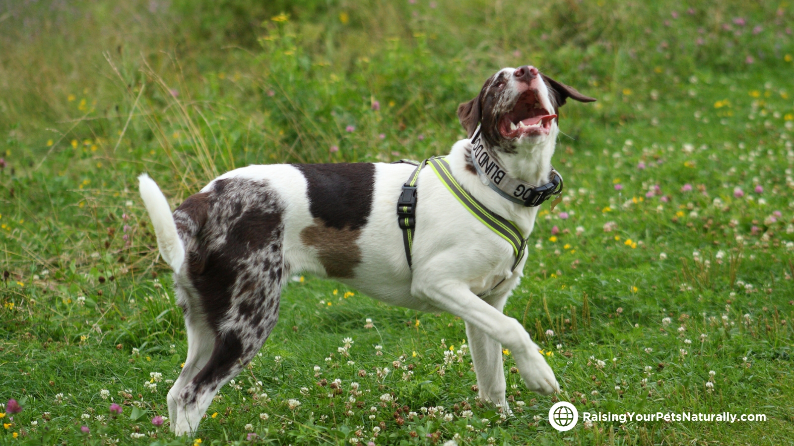 Training a blind dog