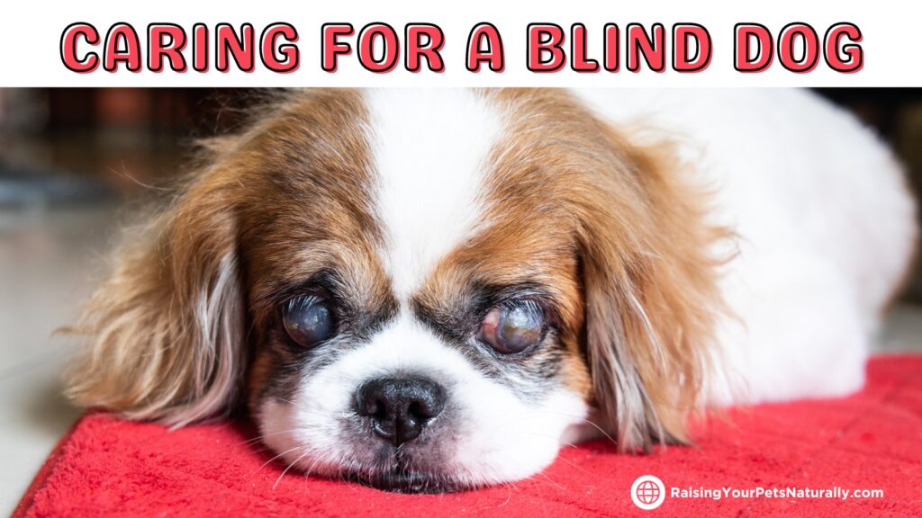 18 helpful tips for caring for a blind dog -  Resources