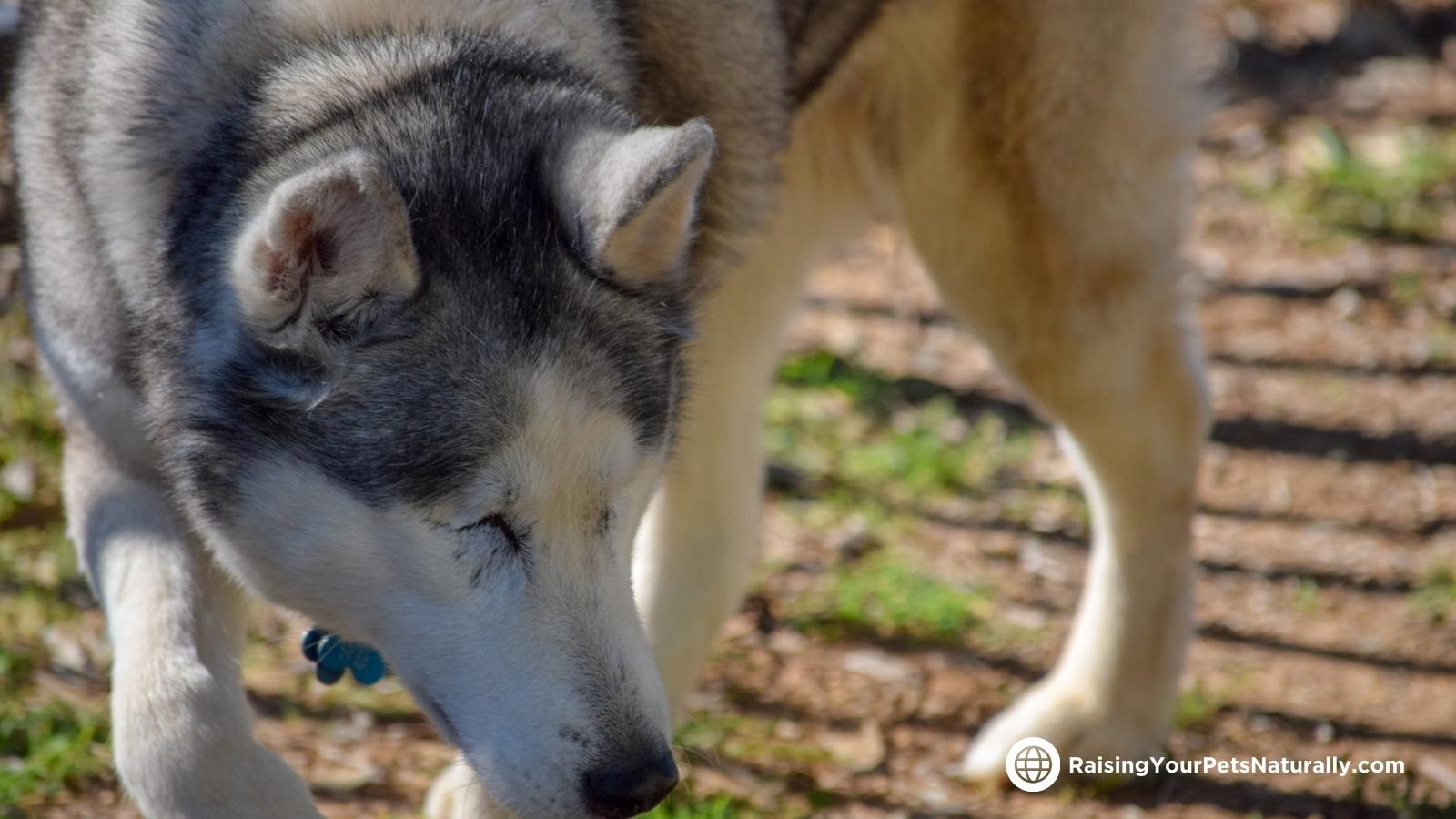 Help for a blind dog