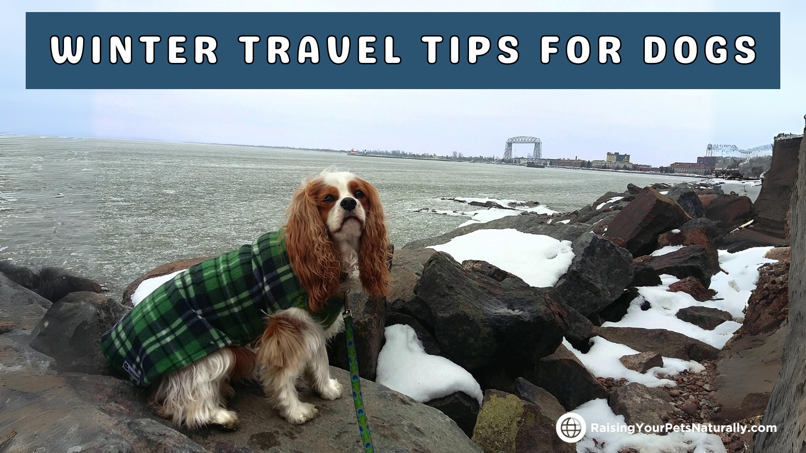 Dog-friendly winter travel tips