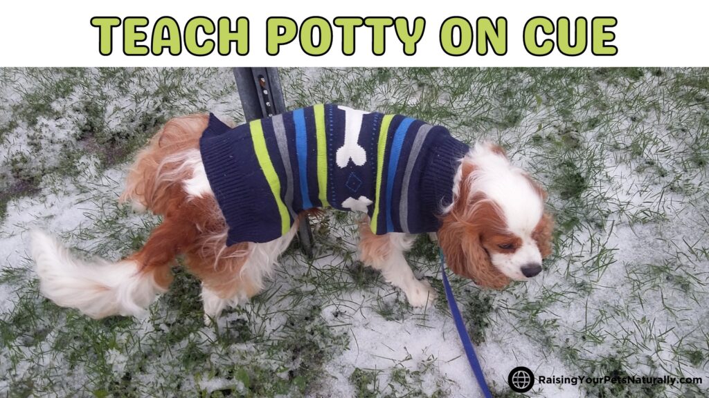 Dog potty training tips