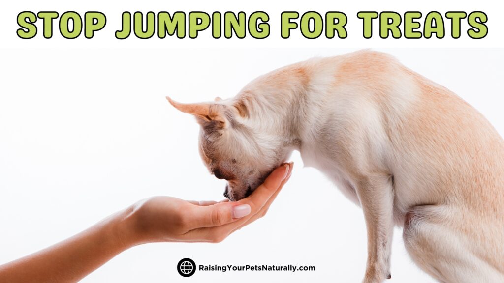 How to stop a dog from jumping for food.