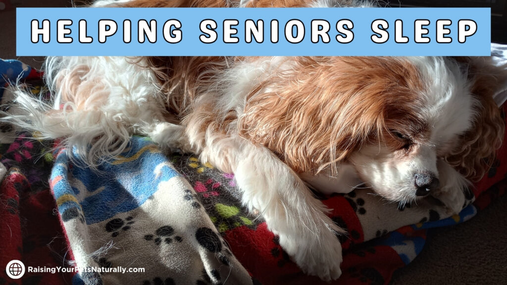 How to help older dog sleep through the night best sale