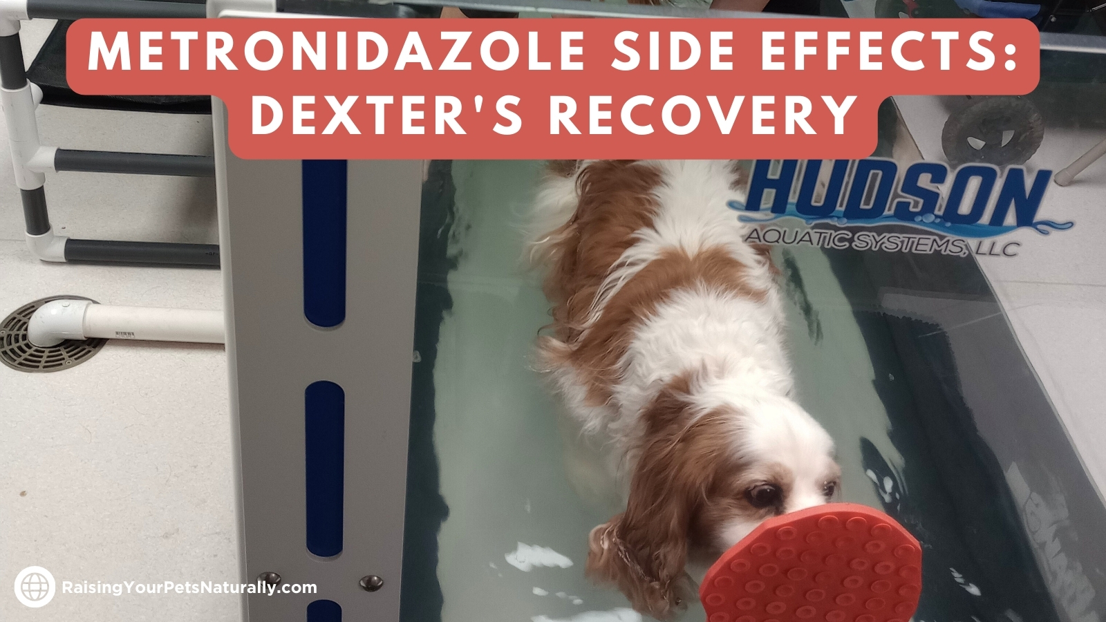 Dog Diarrhea & Metronidazole Side Effects Is Metronidazole causing weakness in your dog? Dexter's story shows how canine rehab helped him overcome medication side effects and regain mobility. Dog health tips included! #RaisingYourPetsNaturally