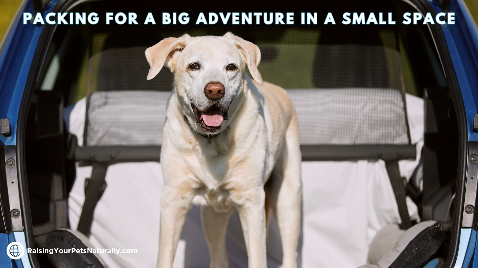 Dog friendly travel tips