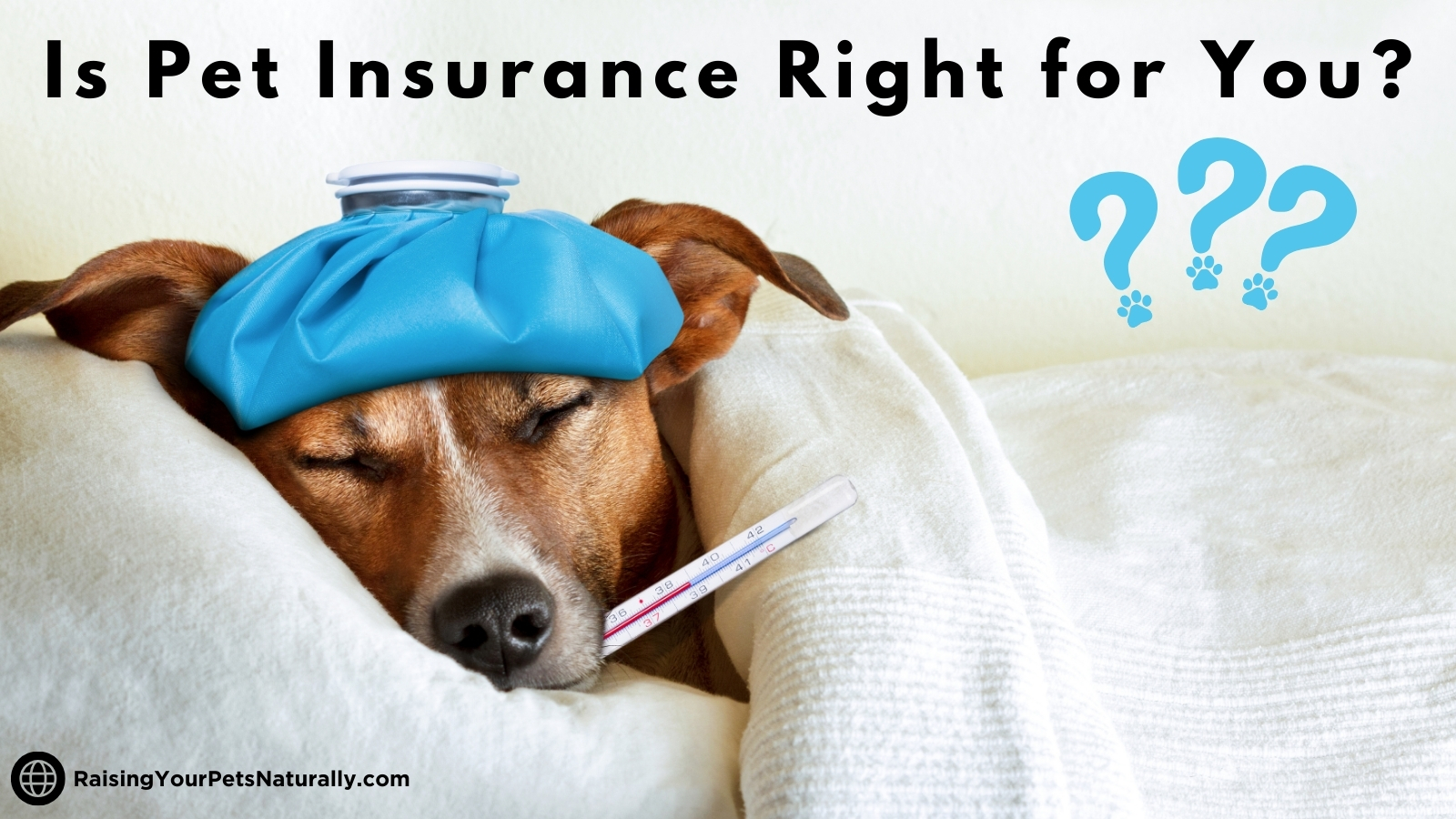 Is pet insurance worth it?