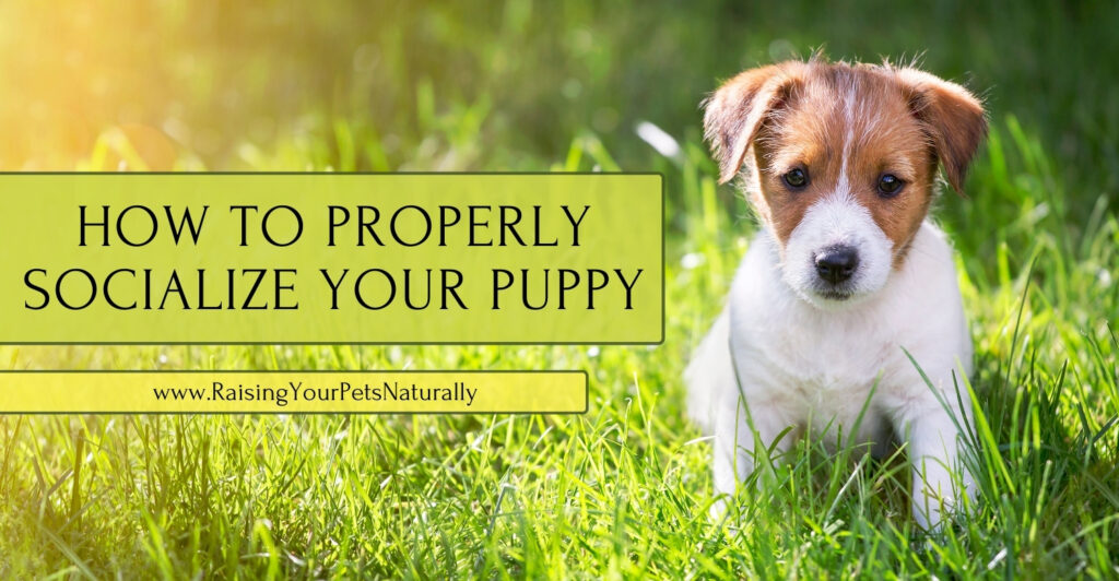 Positive puppy training and socialization ideas.