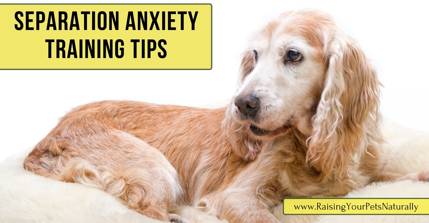 calming aids for dog separation anxiety