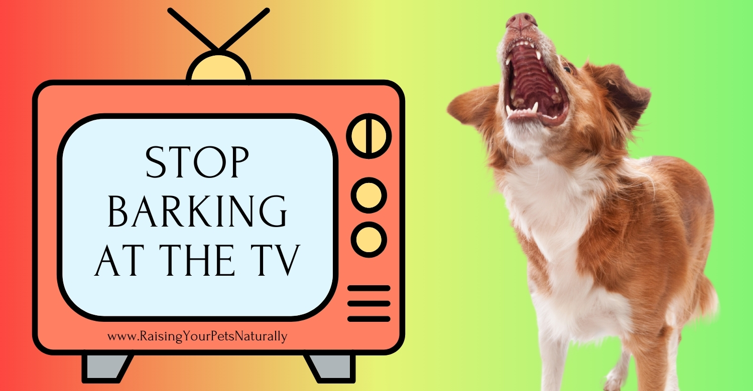 desensitize dog to tv barking