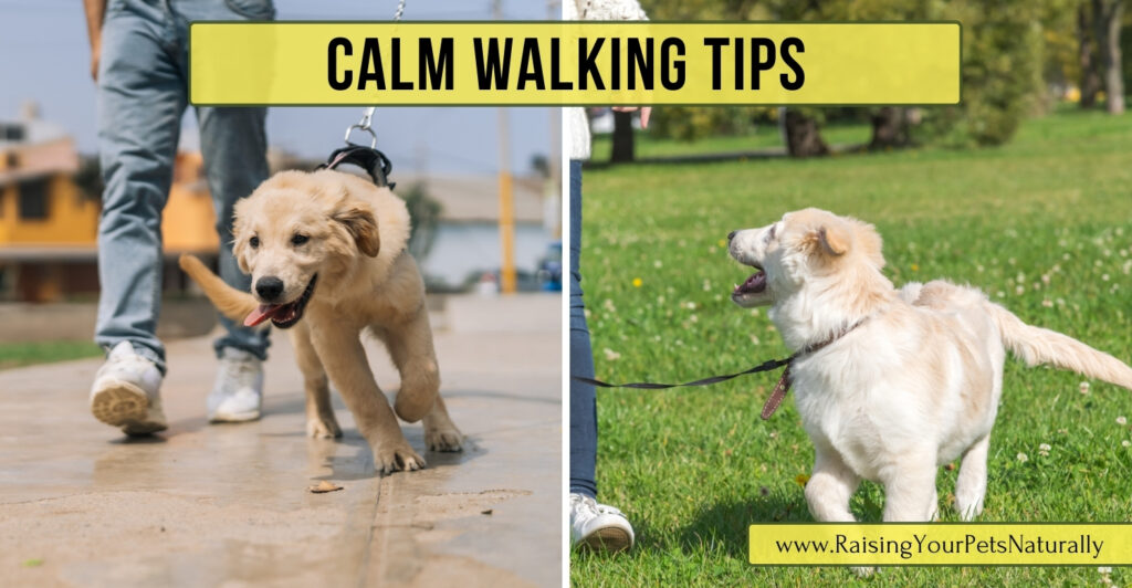 Positive dog training to stop leash pulling