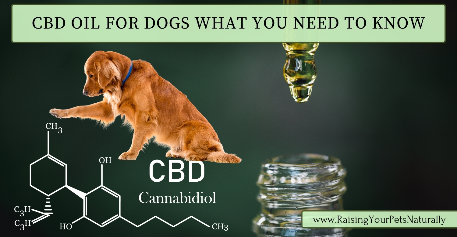 CBD Oil Pros and Cons for Dogs