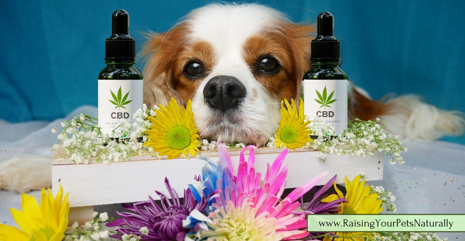 CBD oil for chiari malformation