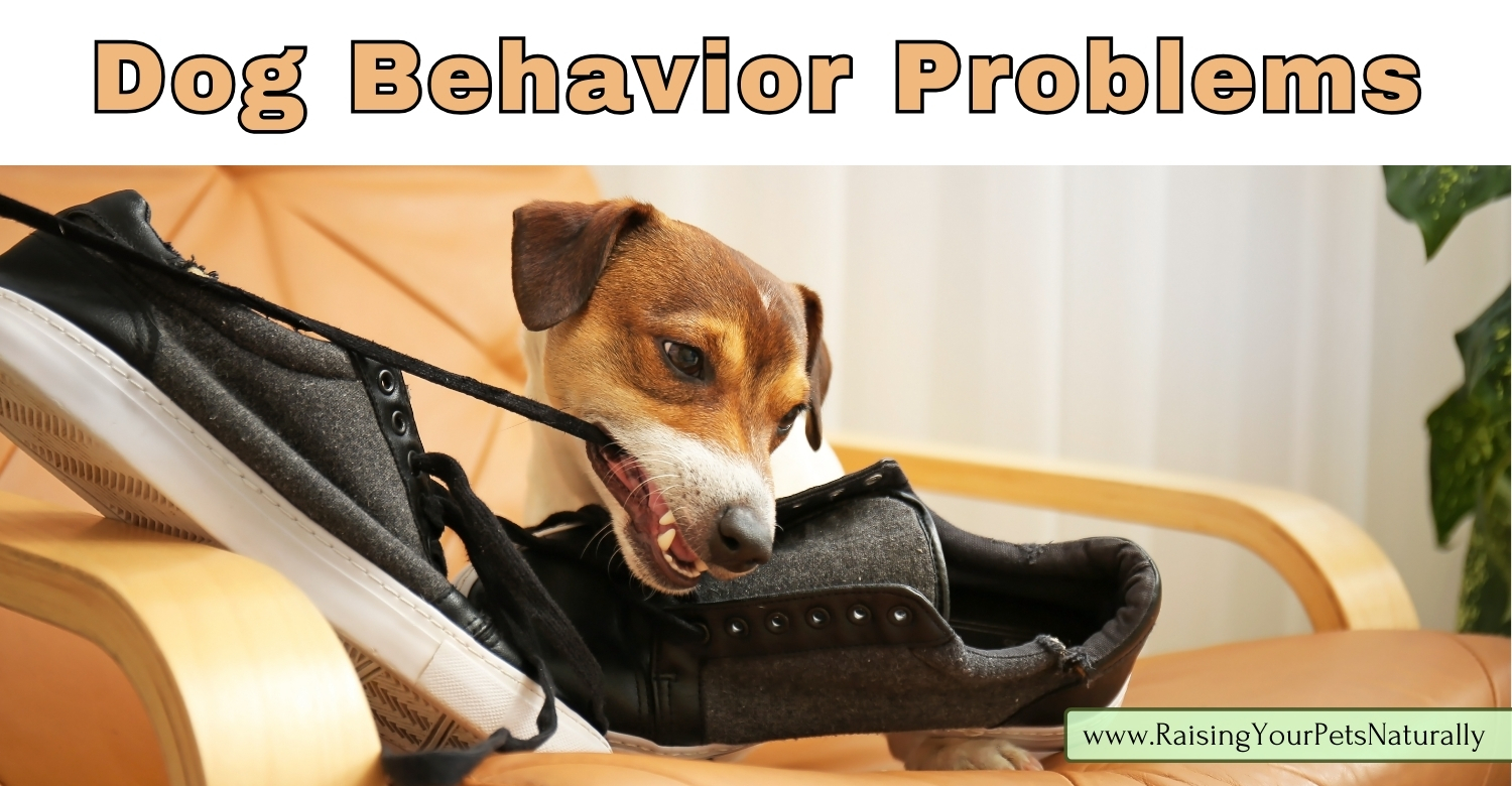 Behavior modification dog training