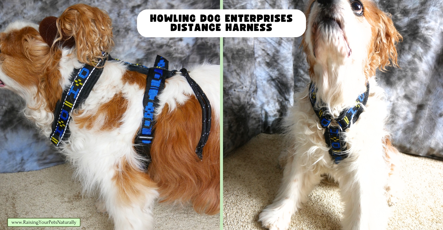 Harnesses for small dogs