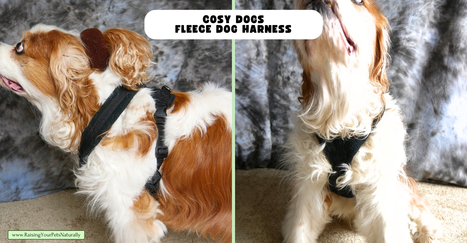 Best dog harnesses for Cavaliers