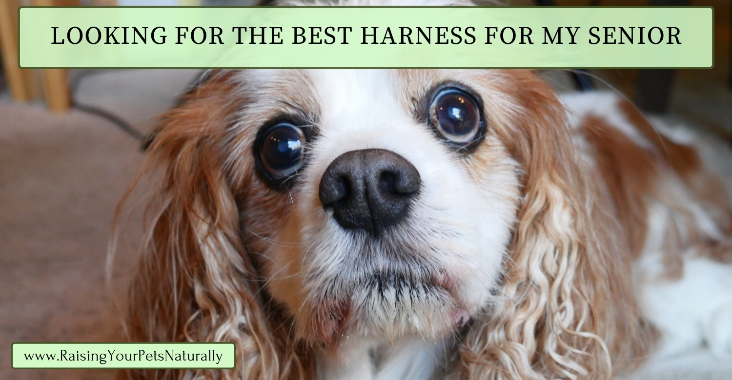 Best dog harness for Cavaliers