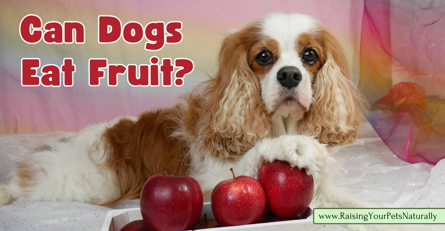 Can dogs eat fruit every day?