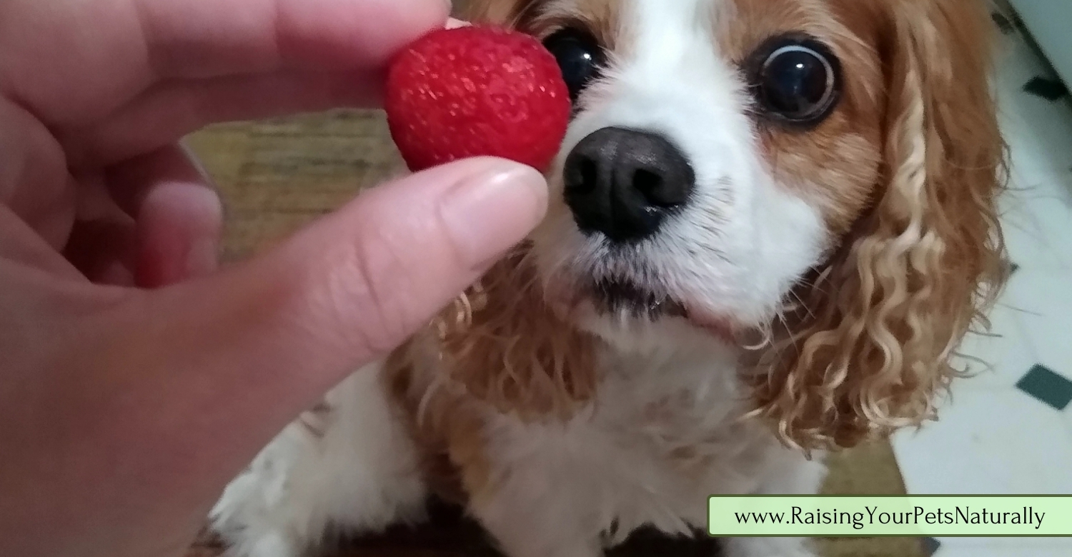 Can dogs eat raspberries? 