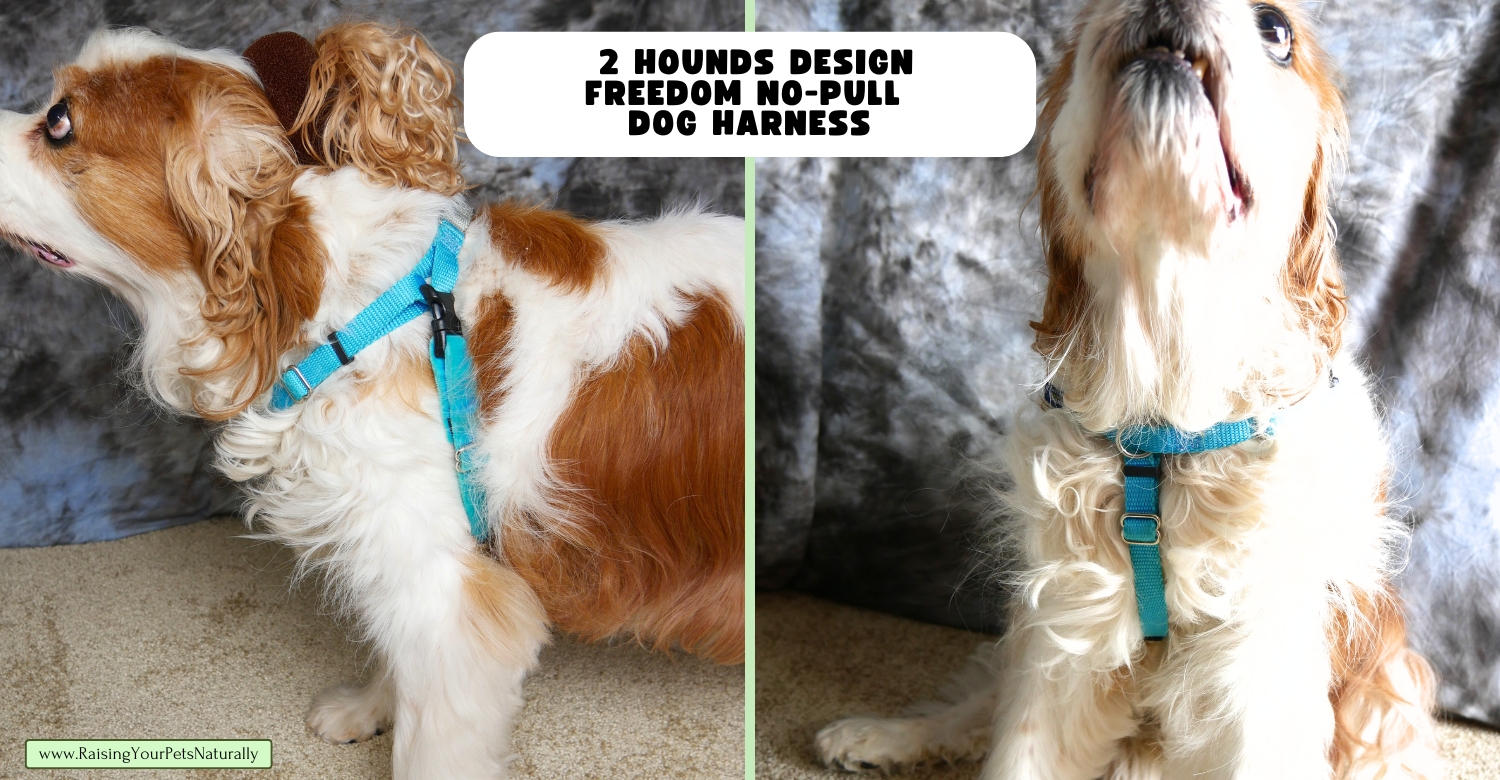 Best dog harness for small breeds