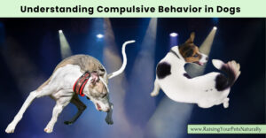 Understanding and Managing Compulsive Behavior in Dogs (Early access for our Patreon community)