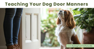 How to Calm Your Dog at the Door: Effective Strategies for a Peaceful Exit  (Early access for our Patreon community)