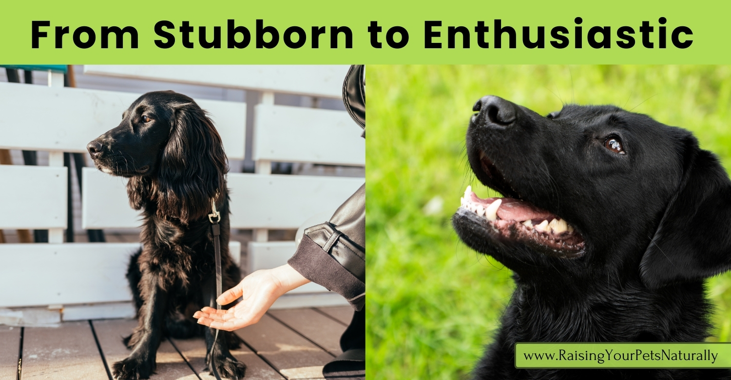 Is your dog being stubborn?