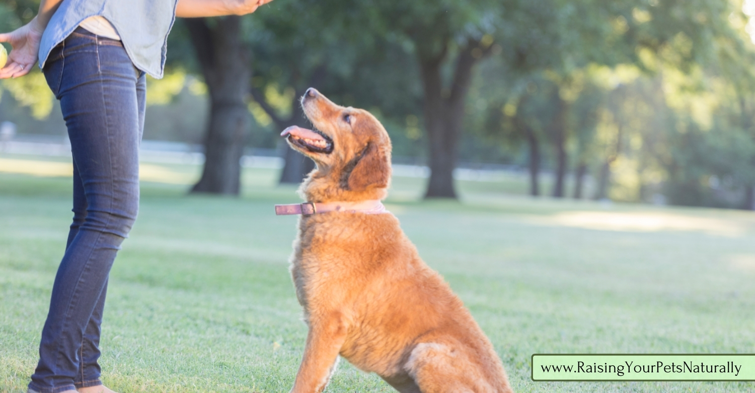 Rally and obedience dog training tips