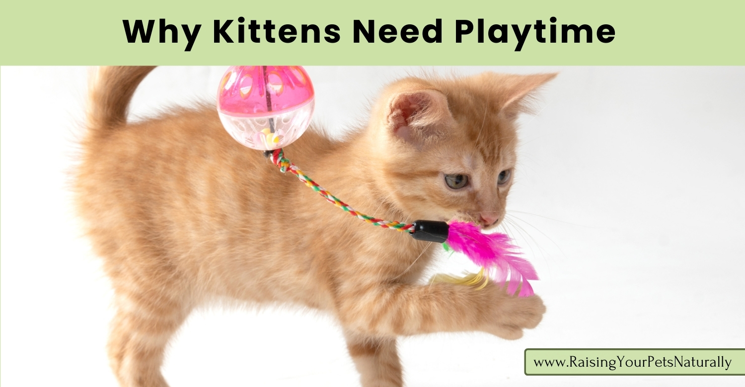 Cat enrichment benefits