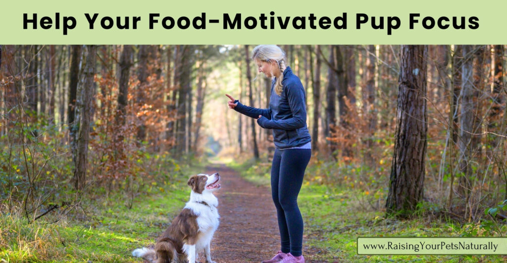 Training a dog to pay attention around food