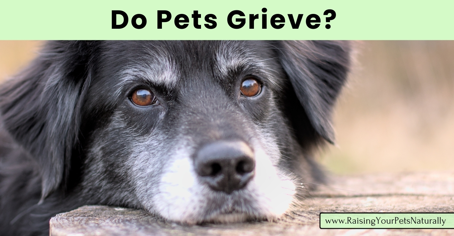 Do dogs grieve