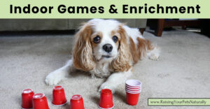 Top 10 Winter Enrichment Activities to Keep Your Dog Mentally Stimulated Indoors (Early access for our Patreon community)