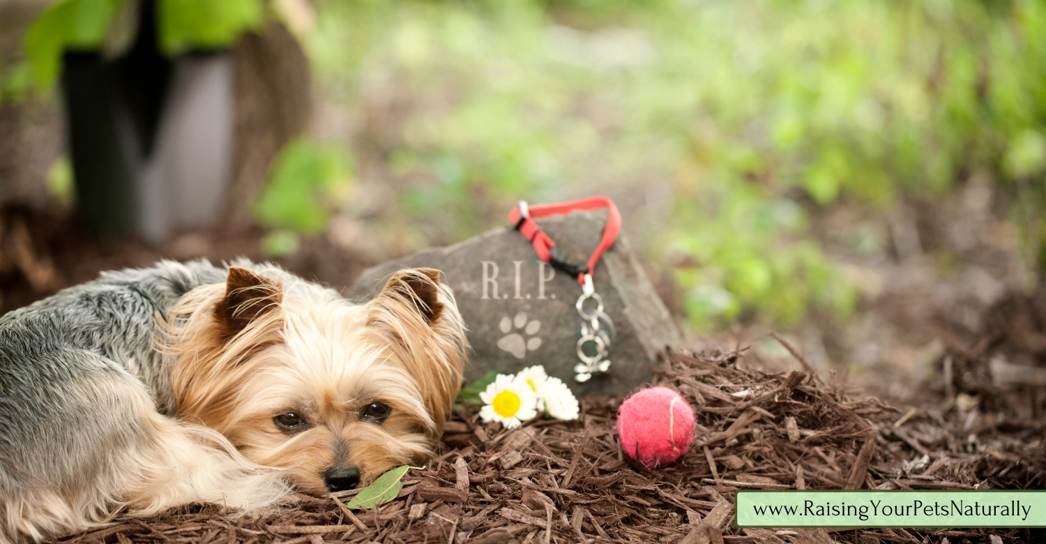 Memorial gardens for pets