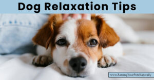 How to Teach Your Dog or Puppy to Relax and Be Calm | Dog Relaxation Tips (Early access for our Patreon community)