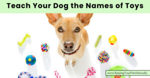 How to Teach Your Dog the Names of Toys and Objects (Early access for our Patreon community)