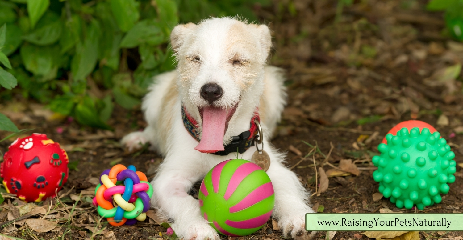 How to train a dog to find a toy.